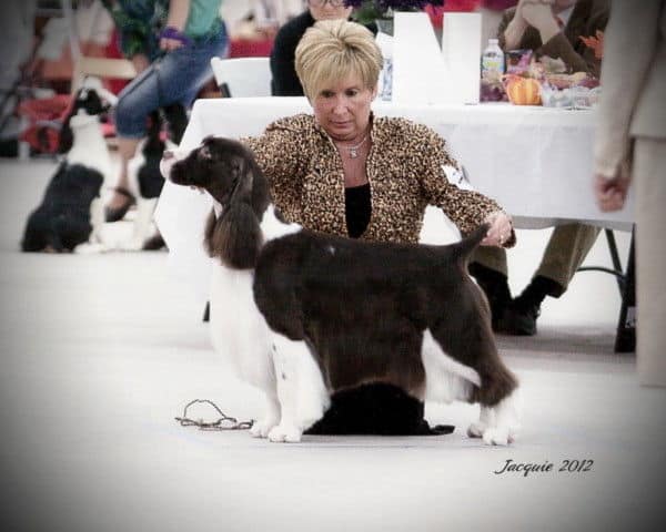 chivalry springer spaniels