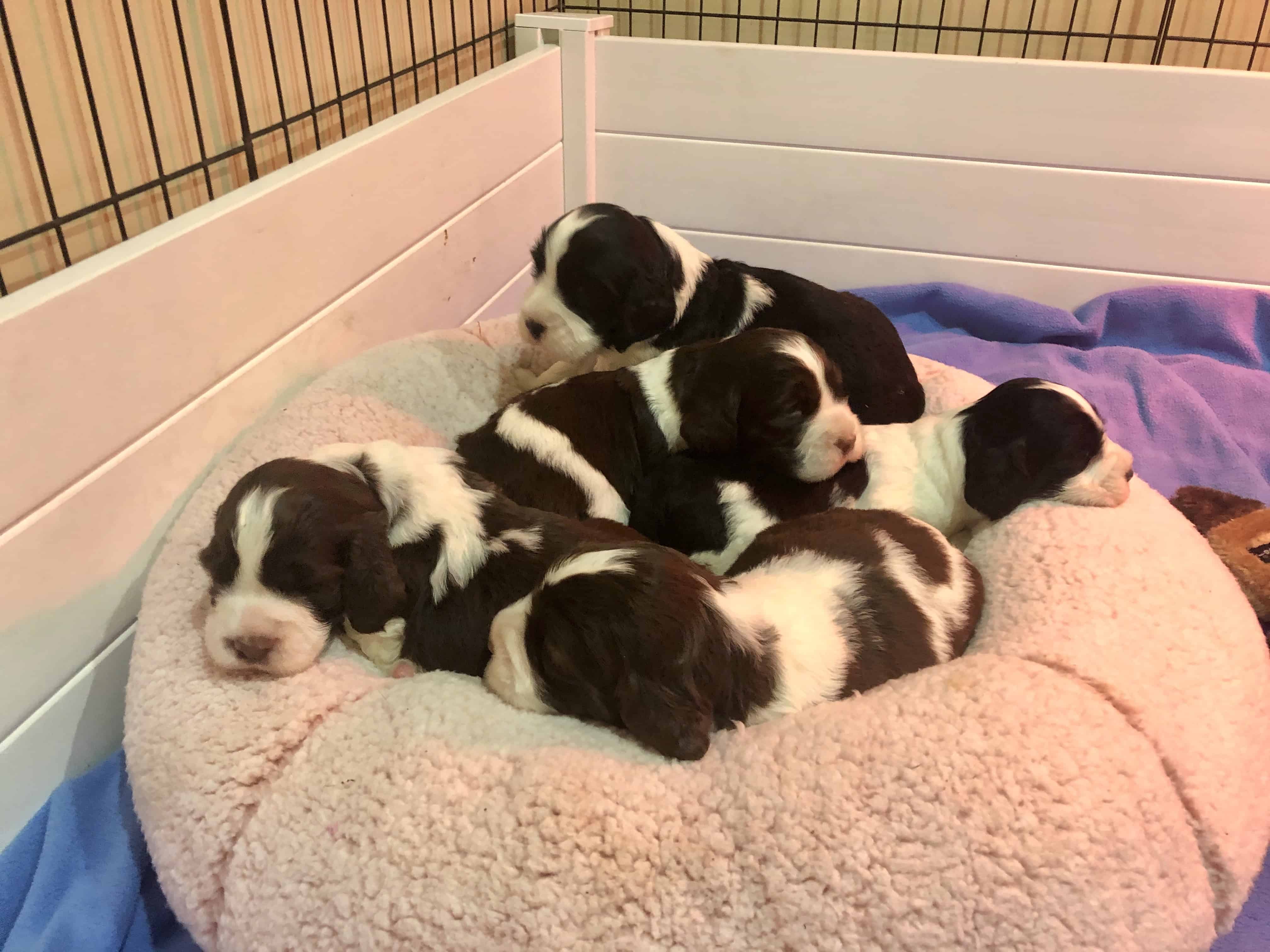 4 week old deals springer spaniel puppies