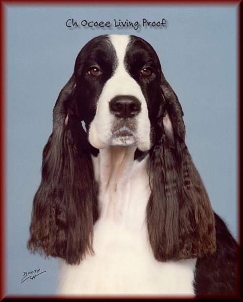 english springer spaniel kennel