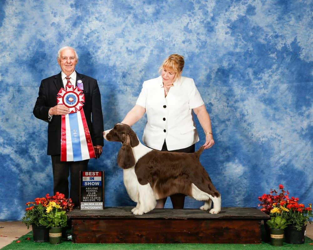 chivalry springer spaniels